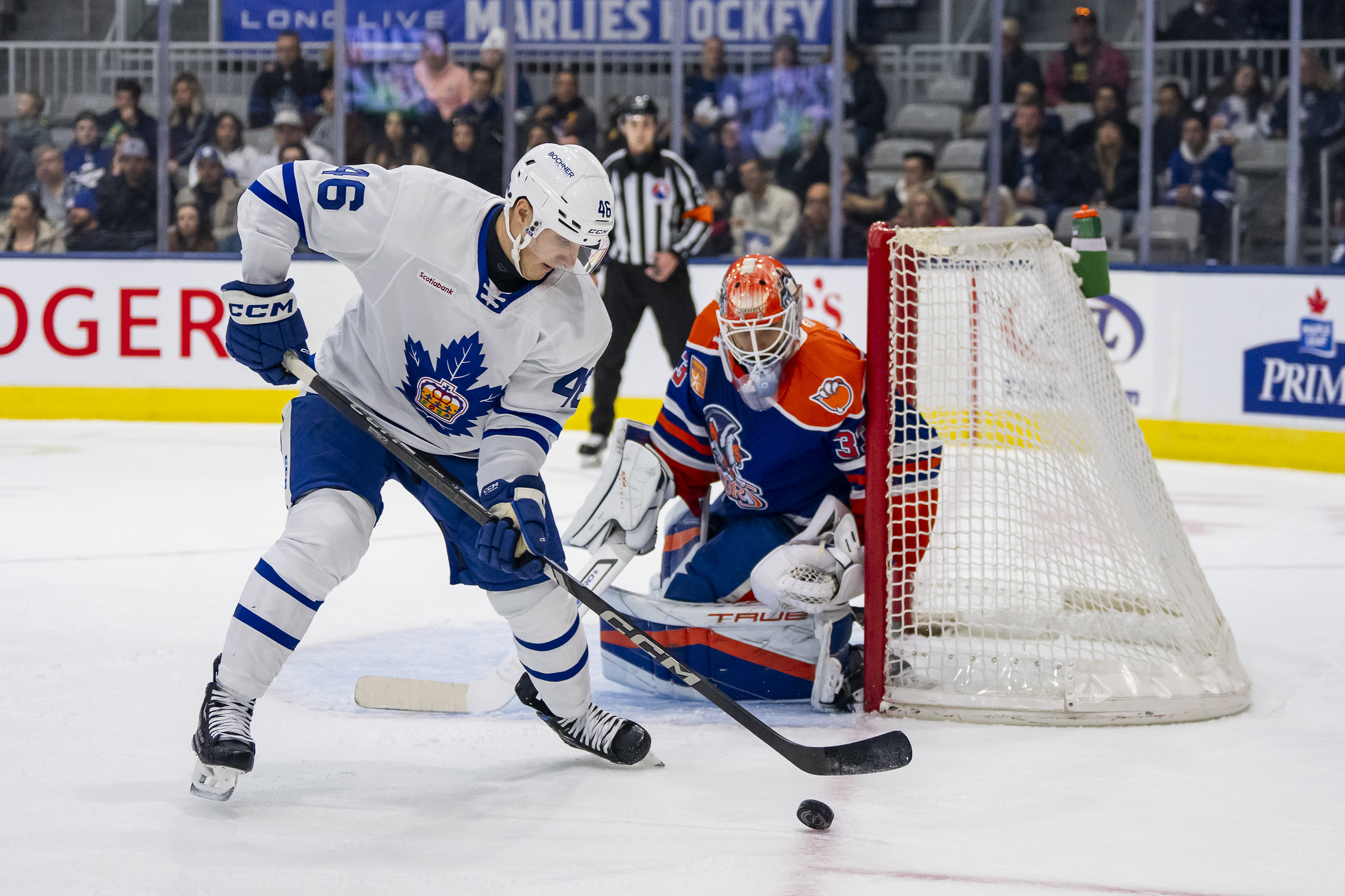 Alex Steeves, Toronto Marlies